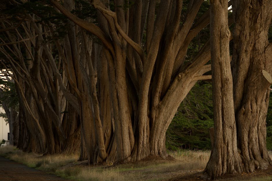 Beyond the Obvious: Discovering California's Hidden Natural Wonders