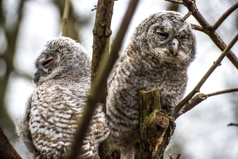 The Adorable Truth: Why Baby Owls Sleep Face Down in California
