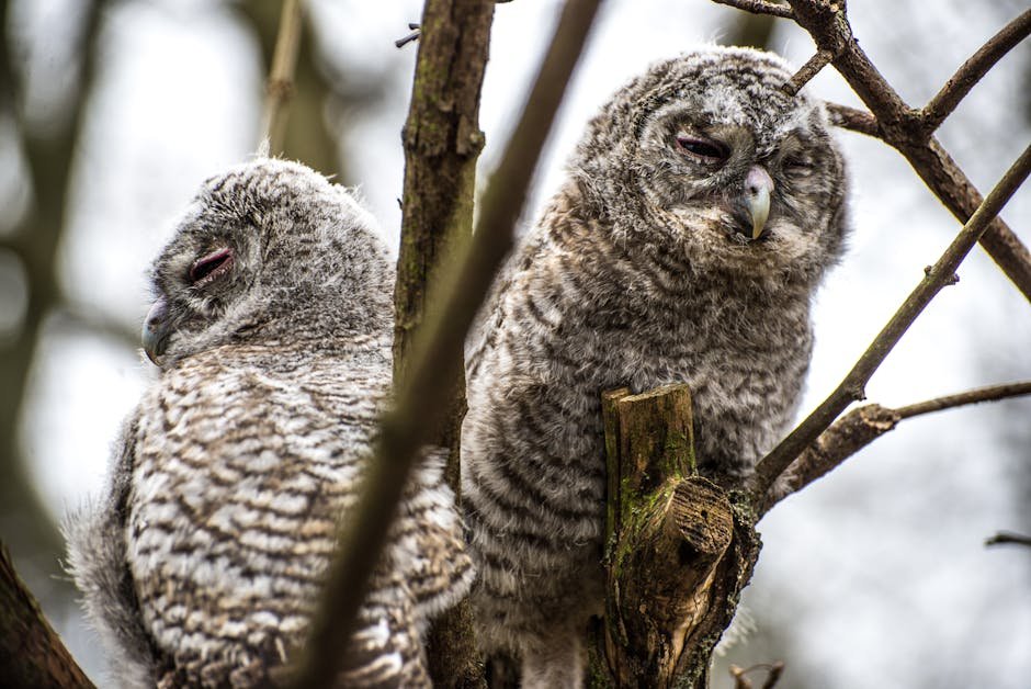 The Adorable Truth: Why Baby Owls Sleep Face Down in California